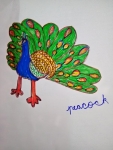 F-Sameena-Artwork-3-Peacock-Drawing