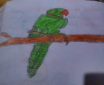 Gouri-Nanda-Anil-Artwork-8-Parrot